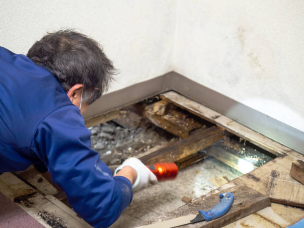 Best Emergency Mold Remediation in Iraan, TX
