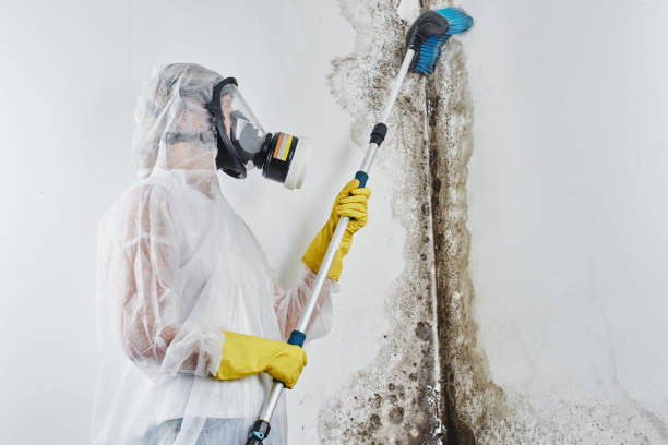 Best Mold Remediation for Specific Building Types in Iraan, TX