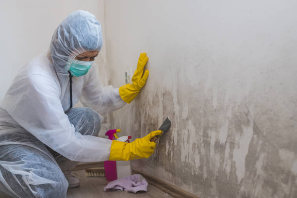 Best Residential Mold Remediation in Iraan, TX