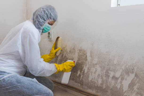 Best Mold Remediation for Specific Building Types in Iraan, TX