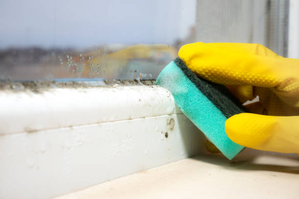 Best Mold Testing and Inspection Services in Iraan, TX