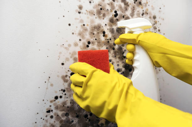 Best Basement Mold Remediation in Iraan, TX