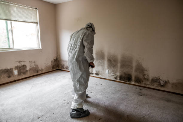 Trusted Iraan, TX Mold Remediation Experts