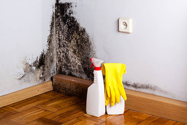 Best Industrial Mold Remediation in Iraan, TX