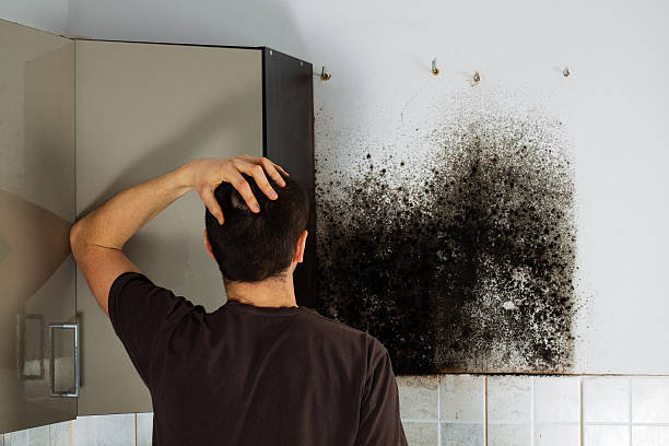 Best Mold Remediation for Schools in Iraan, TX