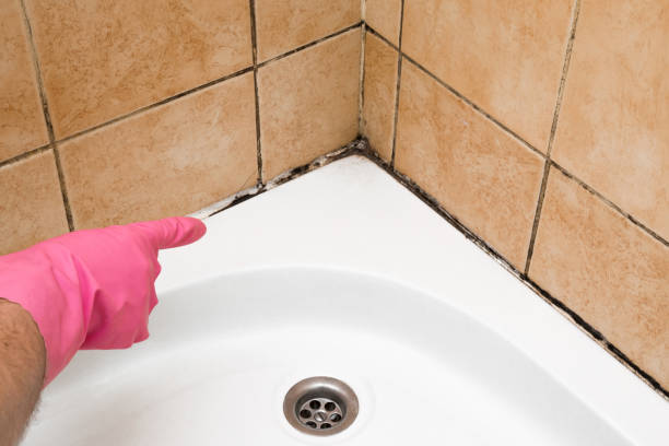 Best Basement Mold Remediation in Iraan, TX